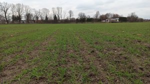 Pszenżyto ozime Carmelo