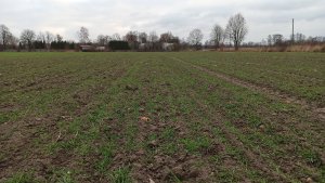 Pszenżyto ozime Rotondo