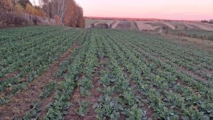 rzepak HR strzelce gemini