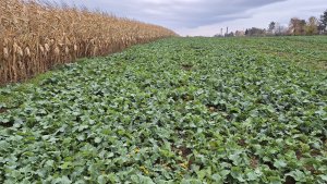 Rzepak ozimy LG Avenger 2 listopada 2025