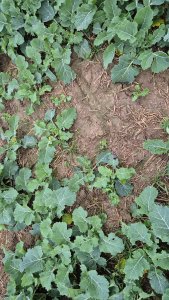 Rzepak ozimy Pioneer PT 312