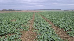 Rzepak ozimy Pioneer PT 312