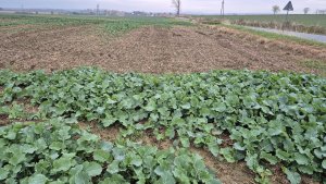 Rzepak ozimy Pioneer PT 312