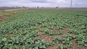 Rzepak ozimy Pioneer PT 312