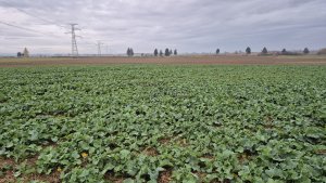 Rzepak ozimy Pioneer PT 312