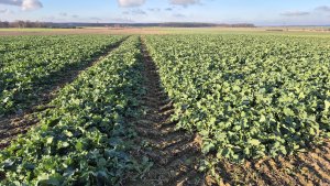 Rzepak ozimy Pioneer pt312 - 22.11.2025