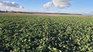 Rzepak ozimy Pioneer pt312 - 22.11.2025