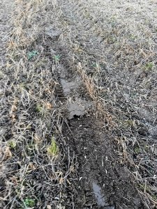 pobojowisko po zbiorze soi