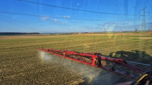 Zwalczanie chwastów w pszenicy ozimej - 8 listopada 2025