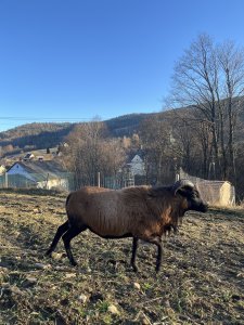 Zobacz grafikę Baran Kameruński