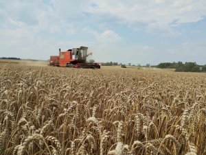 Zobacz grafikę Bizon