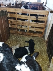 Zobacz grafikę gdy nie ma miejsca w kojcach