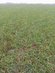 Zobacz grafikę Gorzowska