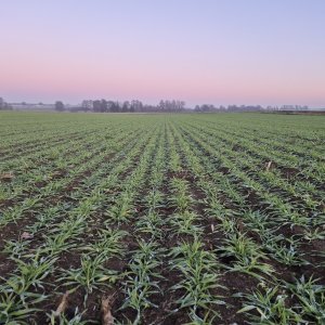 Zobacz grafikę jęczmien ozimy