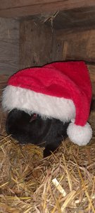 Zobacz grafikę Mikołajkowy królik