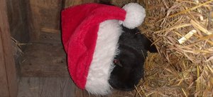 Zobacz grafikę mikołajowy krolik