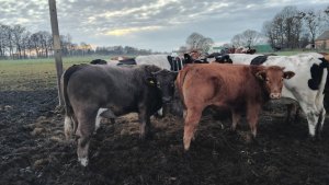 Zobacz grafikę Odsadki