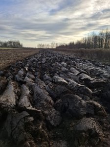 Zobacz grafikę Orka zimowa