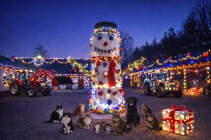 Zobacz grafikę Podwórko