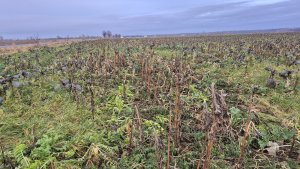 Zobacz grafikę poplony dsv maize pro 50 tr 20.12.2025