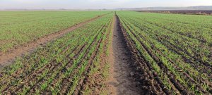 Zobacz grafikę Pszenica Alegoria