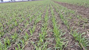 Zobacz grafikę pszenica ozima Andorre 20.12.2025