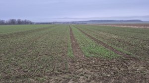 pszenica ozima su tarroca 20.12.2025