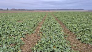 Zobacz grafikę rzepak ozimy pt 312 20.12.2025