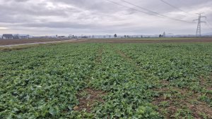 Zobacz grafikę rzepak ozimy pt 312 20.12.2025