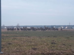 Stado ,, Płowe ":D poprawione