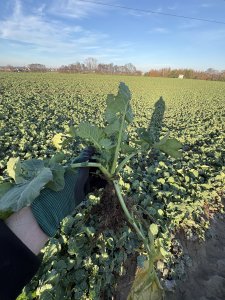 Zobacz grafikę SY Aliboom