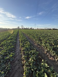 Zobacz grafikę SY Aliboom