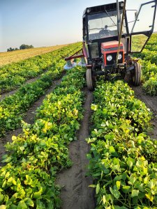 Zobacz grafikę Zetor 5211 i kosiarka do fasoli