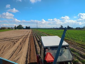 Zobacz grafikę Ziemniaki