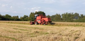 Zobacz grafikę Bizon super