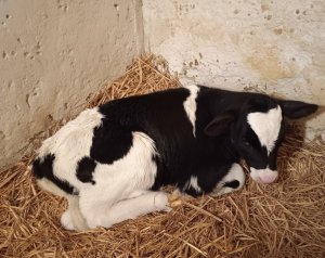 Więcej informacji o „Cieliczka”