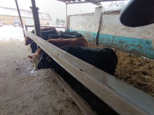 Zobacz grafikę Jałówki