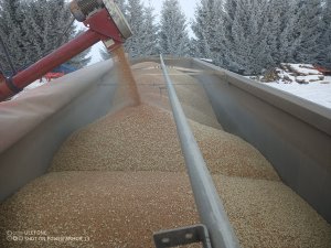 Zobacz grafikę pszenica