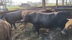 Zobacz grafikę Byki