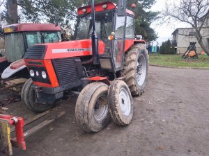 Zobacz grafikę Ursus