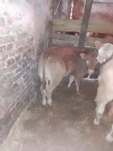 Zobacz grafikę Byczek