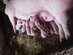 Zobacz grafikę Prosięta