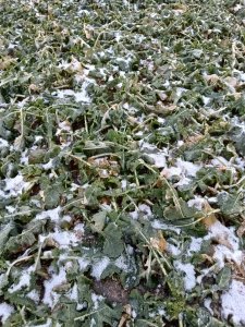 Zobacz grafikę Rzepak