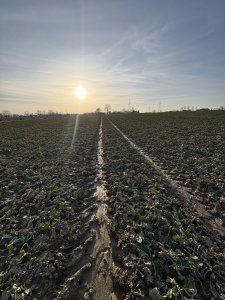 Zobacz grafikę SY Aliboom