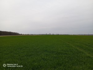 Pszenżyto Tributo