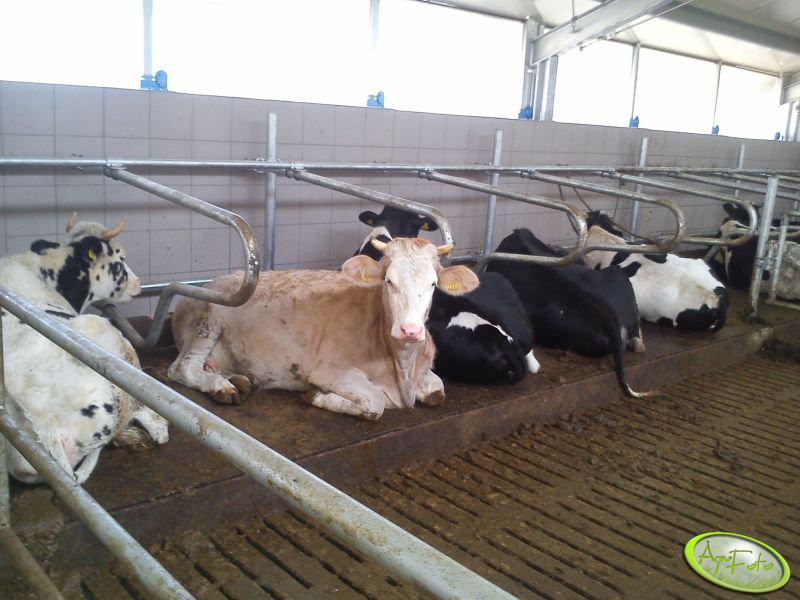 Jak zapobiegać inwazji much w oborach?