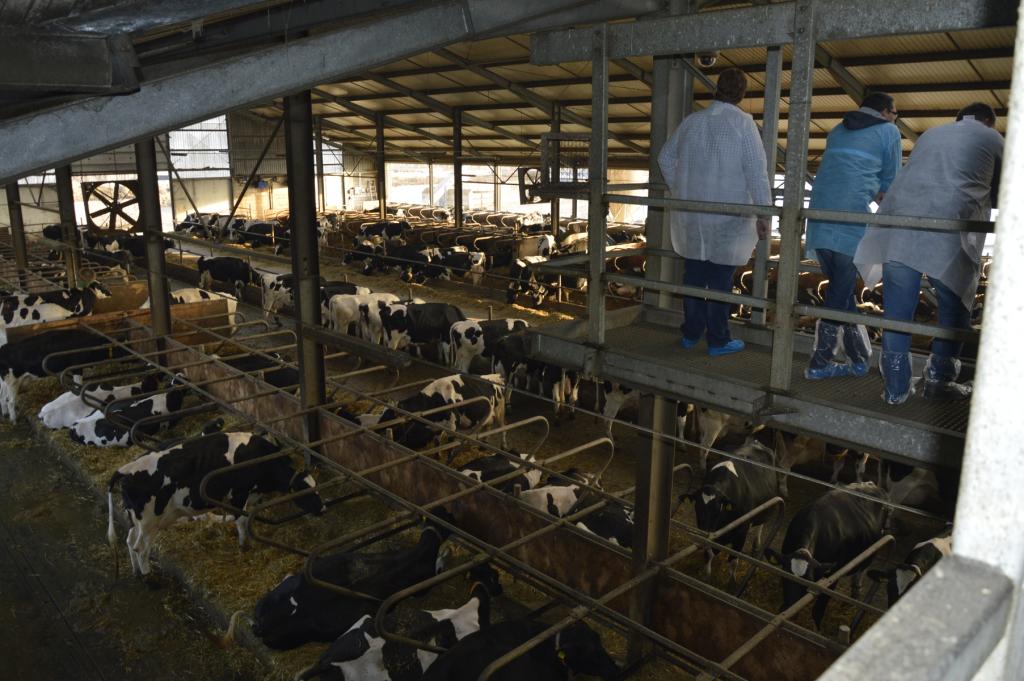 Nowoczesny system zarządzania stadem