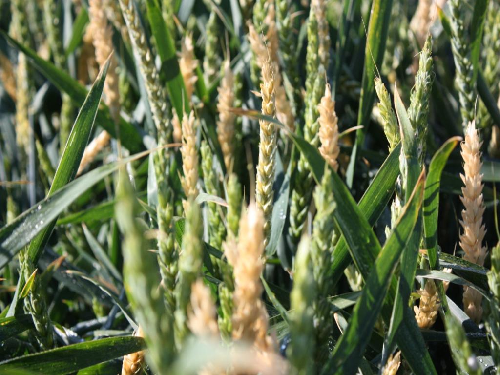 Co daje zaprawianie nasion?