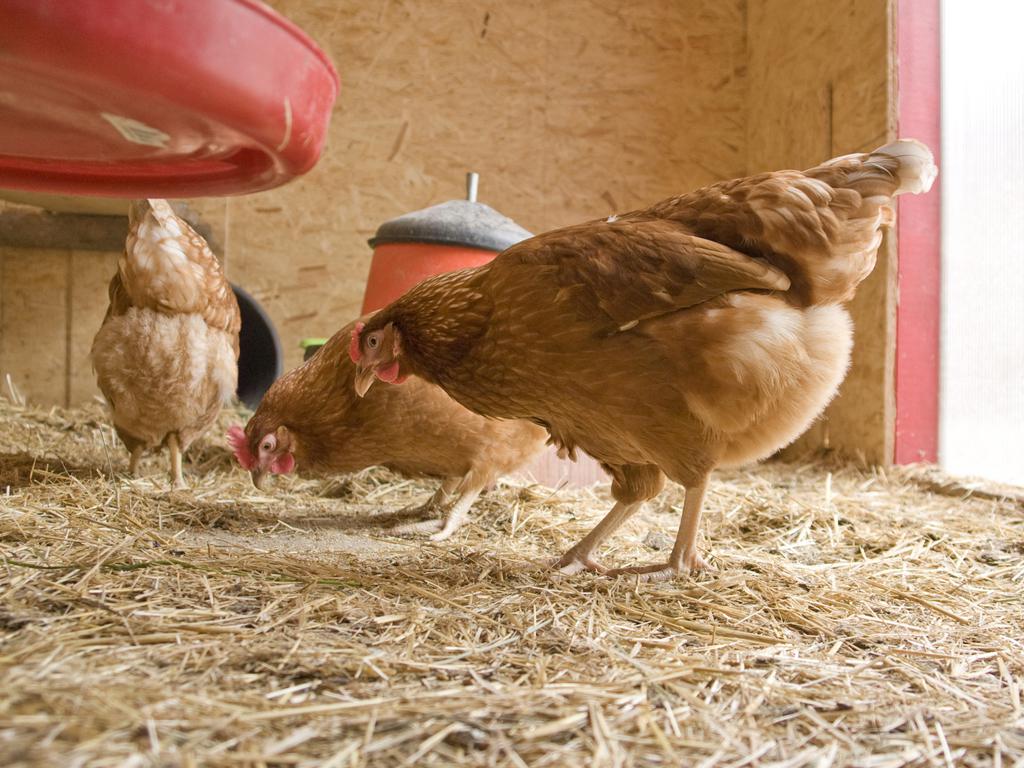 Jak radzić sobie z pasożytami u drobiu?