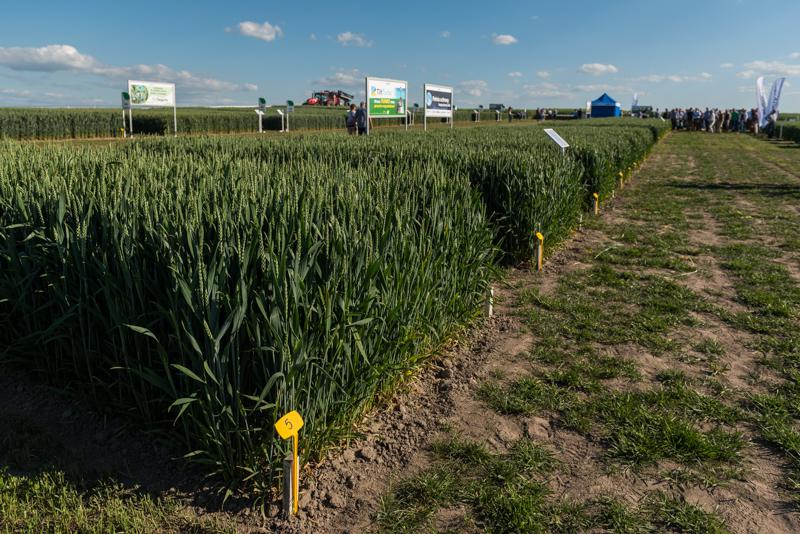 Gwiazdy Syngenta – Moddus, Axial, Symetra – na polach klasy S w Rogóźnie